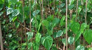 betel leaf plant 4 on line here in