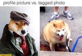 Why does this dog look like it just bought you a drink from across the bar? Profile Picture Vs Tagged Photo Fat Dog Starecat Com