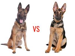 Known for their unending loyalty and devotion, the malinois is a highly trainable, protective, and focused breed that thrives off of the bonds created with their human counterparts. Belgian Malinois Vs German Shepherd My Dog S Name