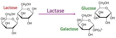 Enzymes And Reaction Rates