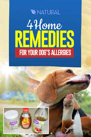 4 home remes for dog allergies top