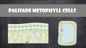 palisade mesophyll cells cell biology