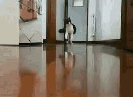 Cat Running Gifs Tenor