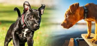 Ukc registers dogs called american pit bull terriers. American Staffordshire Terrier Vs Pitbull Which Is Right For You