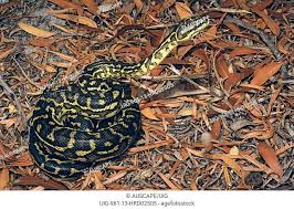western carpet python on litter in