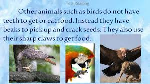 Image result for birds eating, picking up animals