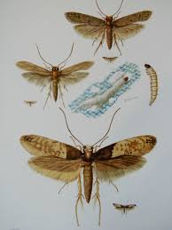 vine print of fungus moth