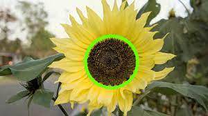 Plant out in a sheltered position once the risk of frost has passed. How To Care For Sunflowers 15 Steps With Pictures Wikihow