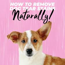 how to remove dog tear stains naturally