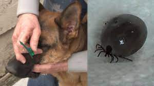 removing a tick from a dog