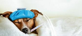 Heftiger brechdurchfall mit blut muss auch bei geimpften hunden schnell vom tierarzt behandelt werden. Hundekrankheiten Die Symptome Ursachen Behandlungsmoglichkeiten