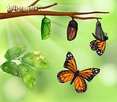 A Butterfly Life Cycle Download Free Vectors Clipart