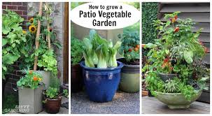 patio vegetable garden setup and tips