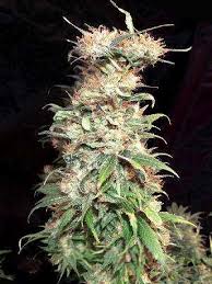 Holland seeds is a worldwide provider of premium cannabis seeds. Painkiller Feminized Holland Seed Bank