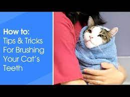 Here is how to brush your cat's teeth (and survive in the process). Toothbrushing For Cats Youtube