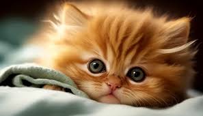 981 cat wallpapers photos pictures and