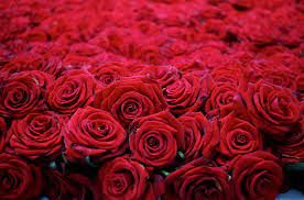 red roses rose bonito red flower