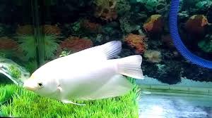 Ikan hias air tawar relatif lebih mudah dibudidayakan ketimbang ikan hias air laut. 65 Jenis Ikan Air Tawar Hias Dan Konsumsi
