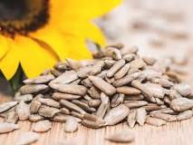 Are sunflower seeds a vegetable?