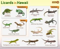 list of lizards found in hawaii facts