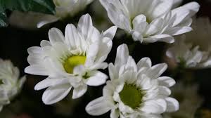 35 types of white flowers with names