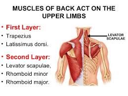 Your skeletal muscles generally work in opposing pairs or. Muscles And Nerves Of The Back