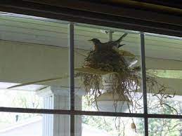 robin nesting on porch ceiling