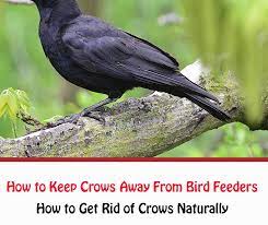 How to keep crows out of fountains? How To Keep Crows Away From Bird Feeders Getridofallthings Com
