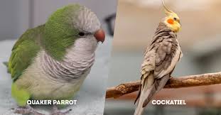 atiels and quaker parrots