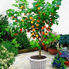 Dwarf Patio Fruit Trees Collection