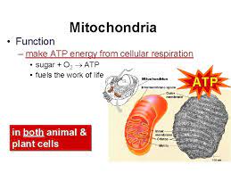 The function of the mitochondria in animal cells is to produce energy for the cell. Cell Structure And Function Cells Smallest Living Unit