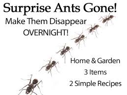 Image result for Ant Disappear What Is Coming ?