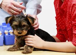 Vaccinating Your Own Dog What You Should Know