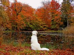 Picture Retriever Dogs Autumn Nature Lake Seasons