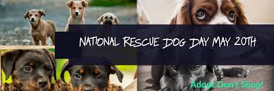 Colleen paige, the founder of national dog day,. National Rescue Dog Day May 20 Adopt Don T Shop