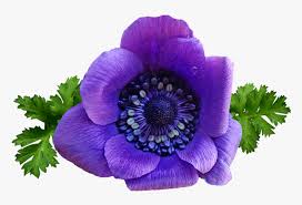 Flower Purple Anemone Spring Garden