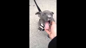 Why are staffordshire bull terriers considered by some as the chav dog of choice and what does this staffordshire bull terrier facts. Aco S Blue Line Stafford Youtube