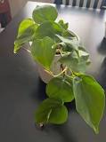 How do I know if my philodendron is healthy?