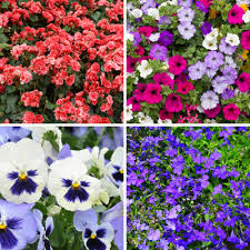 Discover Bedding Plants