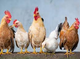 Rising input cost, low production send chicken prices soaring in Andhra  Pradesh | Visakhapatnam News - Times of India