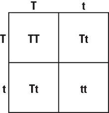 A punnett square is made by drawing a square divided into four. What Is Surprising About The Study Of Genetics And Or The Use Of Punnett Squares Study Com