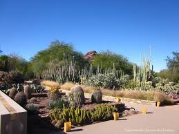 phoenix desert botanical garden