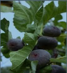 growing figs in contra costa county