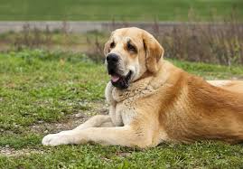 Includes free vocabulary trainer, verb tables and pronunciation function. Spanish Mastiff Livestock Guardian Dog Breed For Love Of Livestock