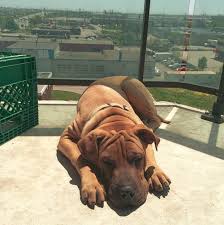 Pit bull puppos are some of the cutest creatures on the entire planet. Bullmastiff Shar Pei Mix Bullmastiff Dog Information Center