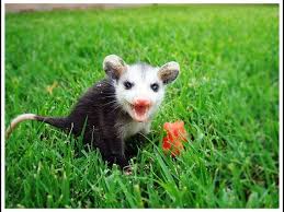 an opossum in your garden