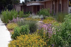 Native Wildflower Landscape