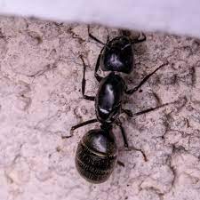 the 4 ses of carpenter ant