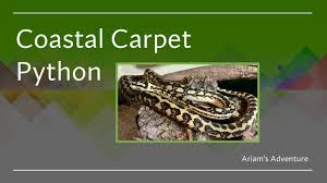 coastal carpet python ariam you