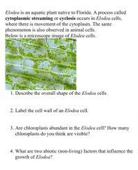 elodea is an aquatic plant native to